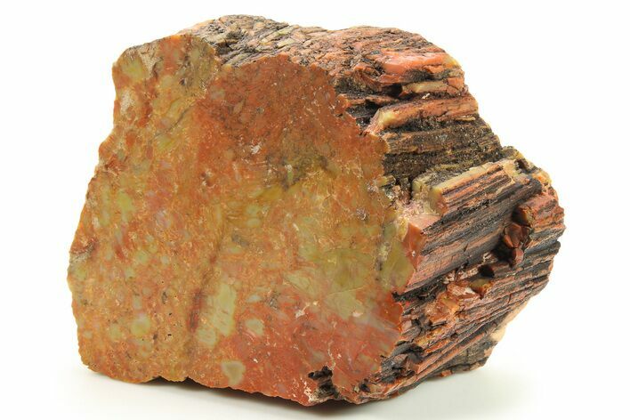 Polished Petrified Wood (Araucarioxylon) - Arizona #284329